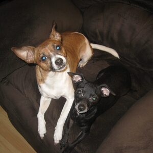 Fundraising Page: Michele Ward